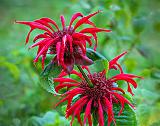 Bee Balm Bloom Growing Out Of A Bee Balm Bloom_P1170464-9